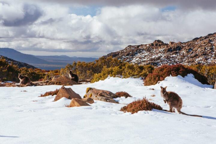 Australia Winter: Best Coastal Regions by Month