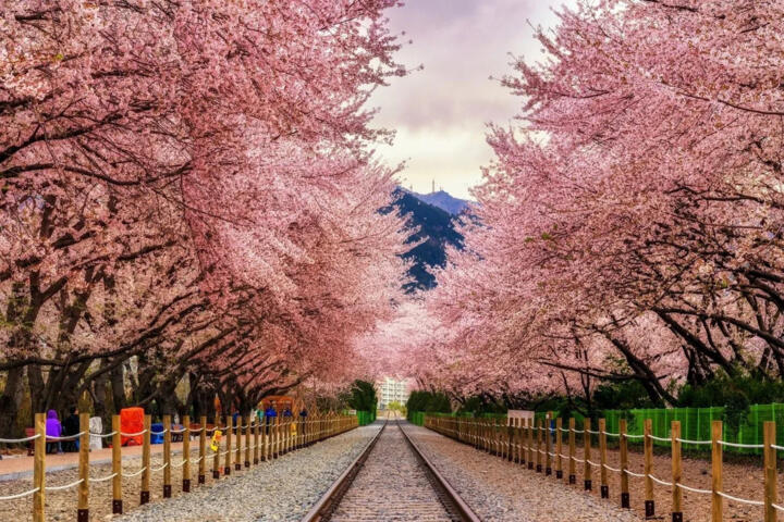 South Korea Spring: Cherry Blossom Timing by City